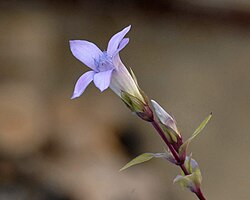 Una Gentiana pumila cresciuta ai piedi delle Dolomiti bellunesi