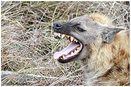 Gebit van een gevlekte hyena