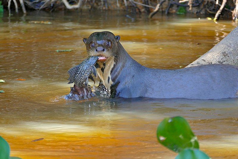 File:Giant Otter (Pteronura brasiliensis) with a Vermiculated Sailfin Catfish (Pterygoplichthys disjunctivus) (28929294650).jpg