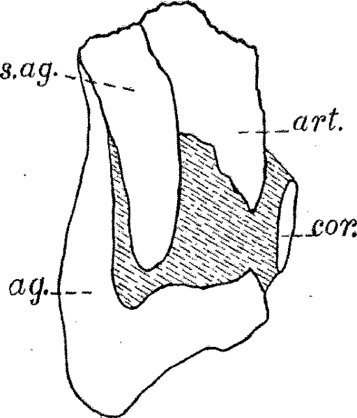 File:Gilmore Notes on Osteology of Baptanodon Fig 2.png