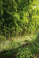 Bambous dans le jardin de la Maison de Monet à Giverny