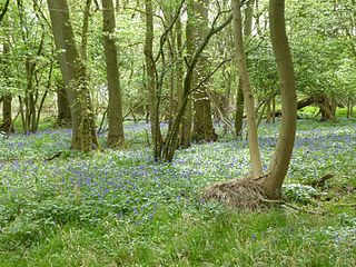 Glapthorn Cow Pasture nature reserve in the United Kingdom