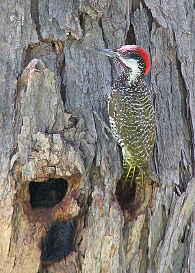 Golden-tailed woodpecker (Campethera abingoni)