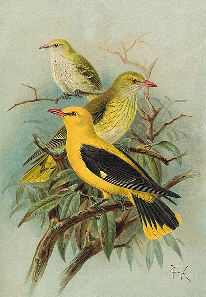 Immaggine:Goldenoriole26.jpg