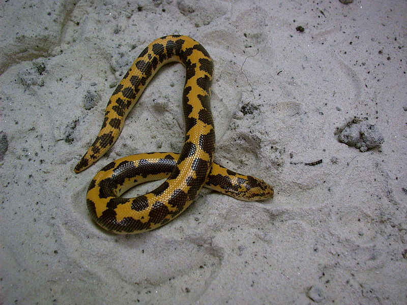 File:Gongylophis colubrinus loveridgei2.jpg