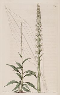 <i>Goodyera procera</i> Species of orchid