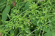 Cleavers, creeping together over the tops of other plants on the forest floor.