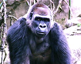 Gorilla Cin Zoo 020.jpg