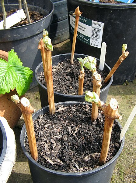 Young vine cuttings in a nursery