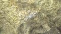 File:Grapsus tenuicrustatus - hawaii - 2015-11-01.webm