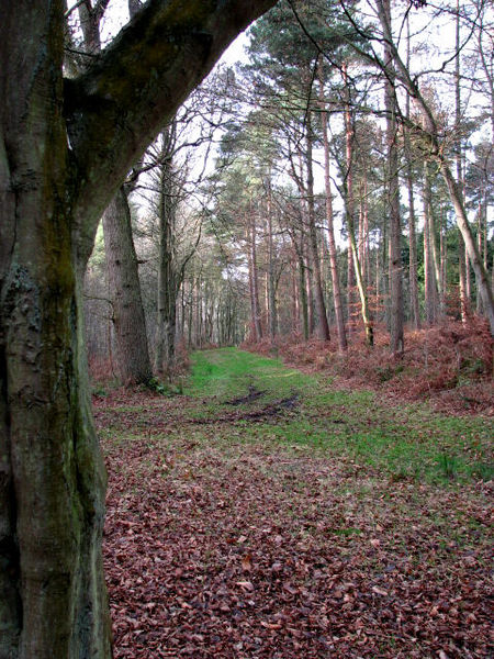 File:Grassy track west - geograph.org.uk - 641899.jpg