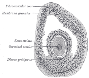 Section of vesicular ovarian follicle of cat. X 50. Gray1164.png