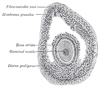 <span class="mw-page-title-main">Cumulus oophorus</span> Cluster of cells surrounding an oocyte