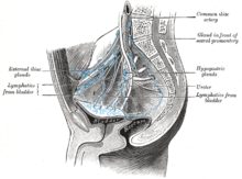 Lymphatic drainage of the bladder (lateral view).Tumors on the superolateral bladder wall spread to external iliac lymph nodes Gray618.png