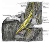 Nerf pneumogastrique : Anatomie, fonctions et pathologies - esculape