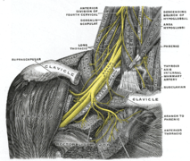 Plexus brachialis rechts