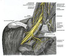 Interscalene brachial plexus Gray808.png