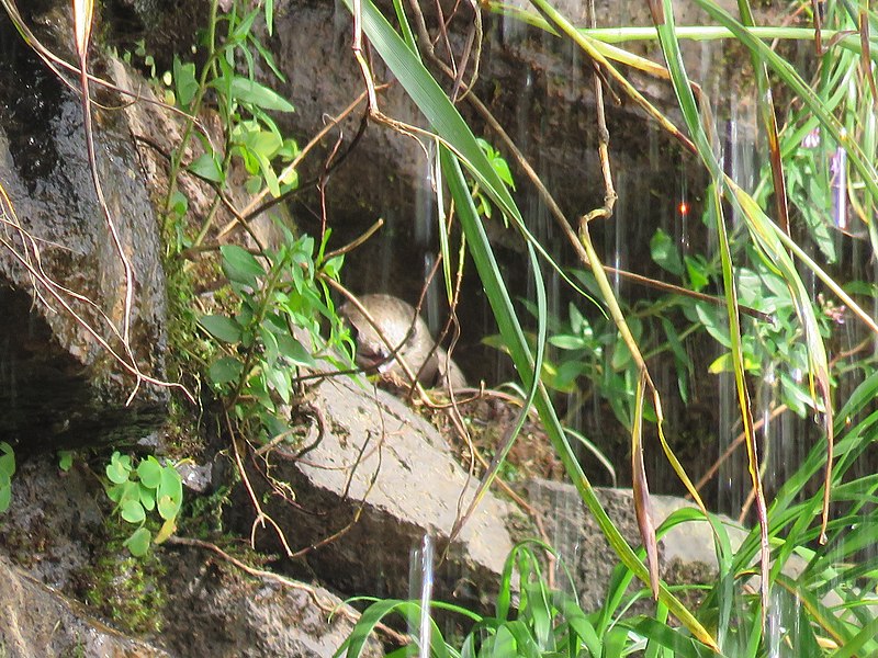 File:Great dusky swift on nest.jpg