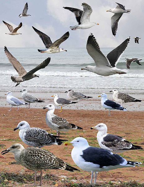 File:Greater Black-backed Gull from the Crossley ID Guide Britain and Ireland.jpg