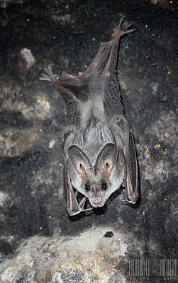 Greater False Vampire Bat (Megaderma lyra) .jpg