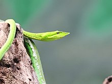 Green vine snake or Long nosed whip snake.jpg