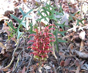 A kép leírása Grevillea_microstegia.jpg.