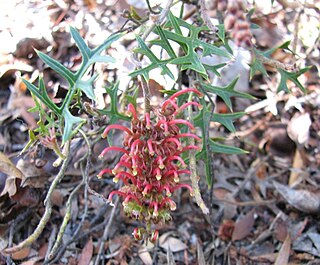 <i>Grevillea microstegia</i> Species of shrub in the family Proteaceae endemic to Victoria, Australia