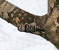 Grey-capped Pygmy Woodpecker (Dendrocopus canicapillus) at Jayanti, Duars, West Bengal W2 IMG 5270.jpg