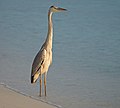 * Nomination Grey heron in the sunset light. Eriyadu, Maldives --Ввласенко 06:26, 3 April 2022 (UTC) * Promotion  Support Good quality but could use more headroom --Charlesjsharp 08:44, 3 April 2022 (UTC)  Comment Yes, thank you! -- Ввласенко 07:08, 4 April 2022 (UTC)