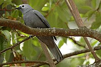 Gray cuckooshrike Greycuckooshrike.jpg