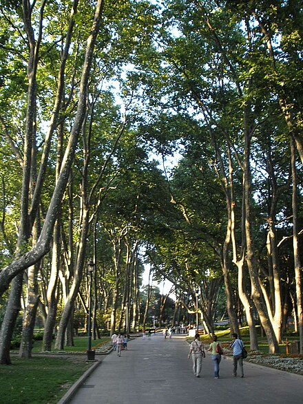 Main footpath of Gülhane Park lined with plane trees