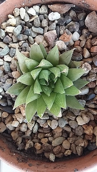 File:Haworthia monticola var. asema.jpg