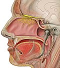 Miniatura para Hiposmia