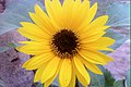 "Helianthus_annuus_(sunflower).jpg" by User:Alishan 1100