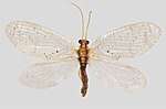 Hemerobius humulinus – Specimen