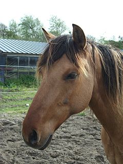 Henson horse