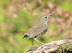 Thumbnail for File:Hermit Thrush 5837m.jpg