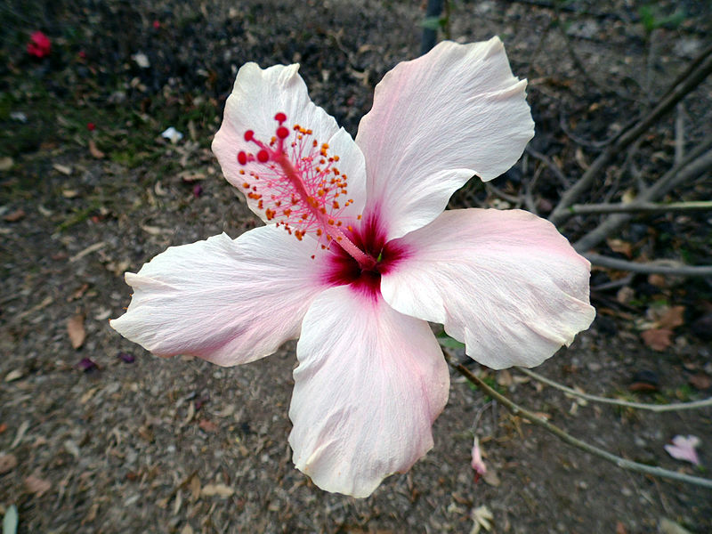 File:Hibiscus rosa-sinensis C.JPG