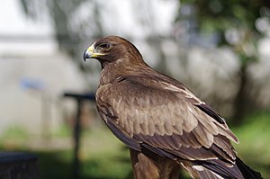 Booted Eagle