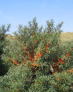 <i>Hippophae rhamnoides</i> Species of flowering plant in the family Elaeagnaceae