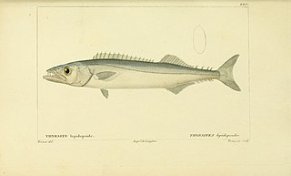 <i>Thyrsitops lepidopoides</i> Species of fish