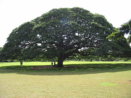 Large tree