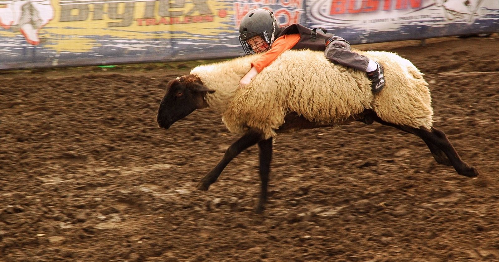 Puyallup fair mutton bustin