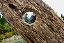 A hole through a dead tree. Hole in wood.jpg