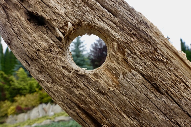 https://upload.wikimedia.org/wikipedia/commons/thumb/3/3a/Hole_in_wood.jpg/800px-Hole_in_wood.jpg