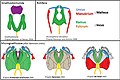 Homologie des pièces masticatrices des Gnathifera.jpg