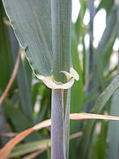 L'orge (Hordeum vulgare)