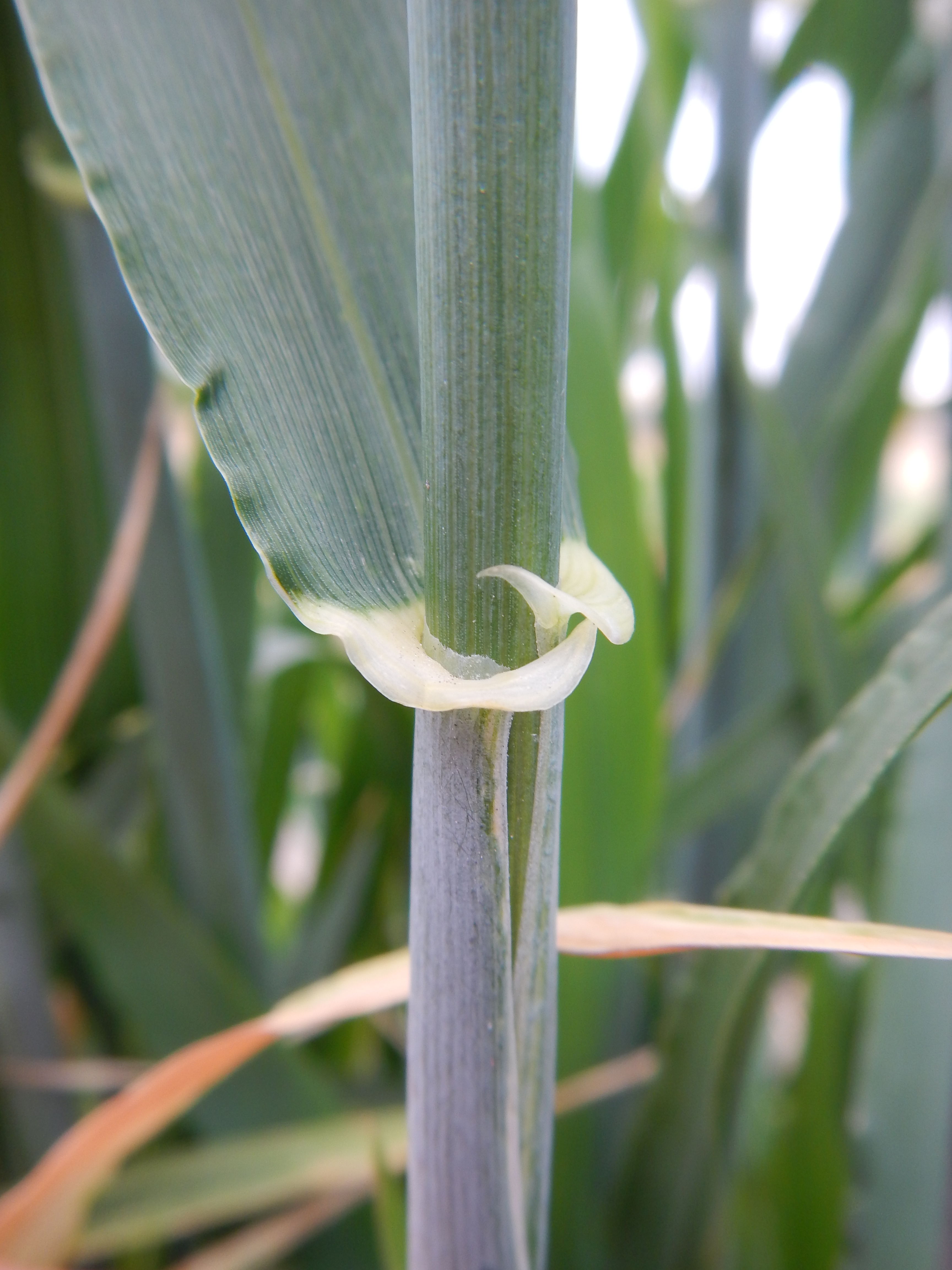 Hordeum vulgare (hooded 2-row barley) (21875176945).jpg