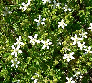 <i>Potentilla parryi</i> Species of flowering plant