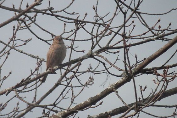 House Sparrow (Passer domesticus), Female